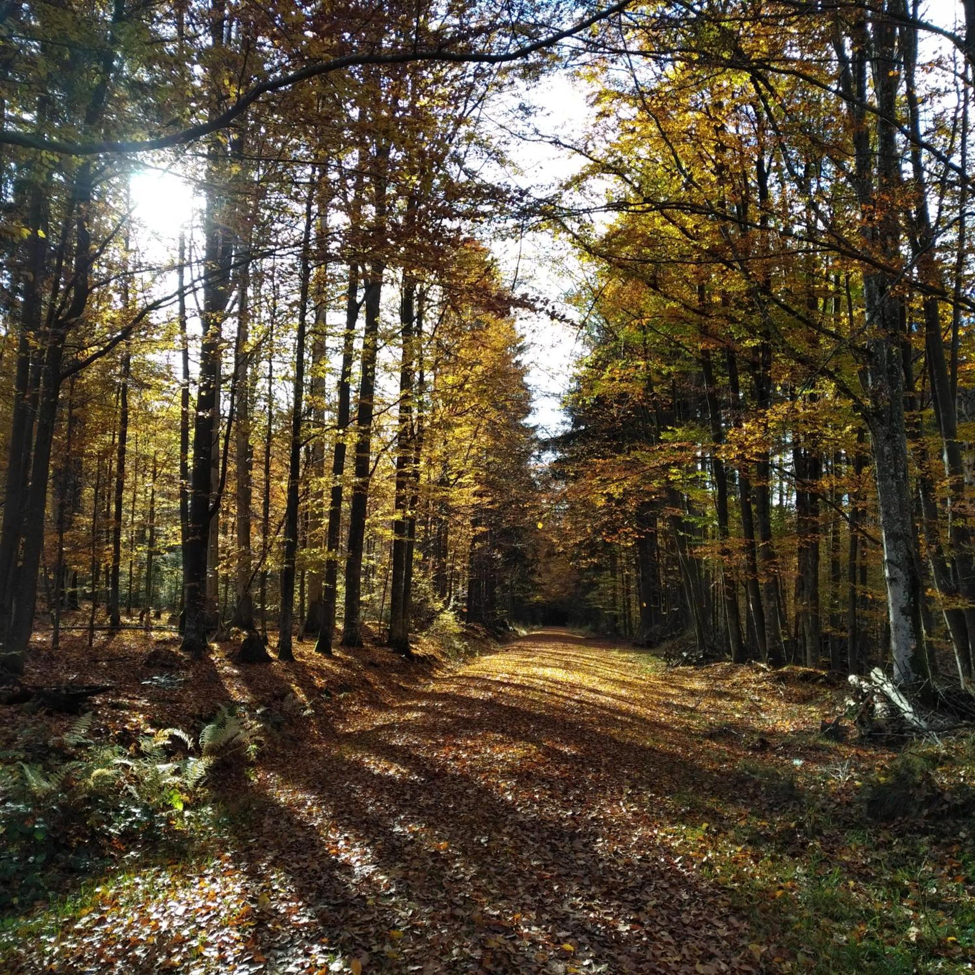 Haus Jaegerfleck, Ihre Ferienwohnungen Am Nationalpark Bayerischer Wald Spiegelau Exterior photo